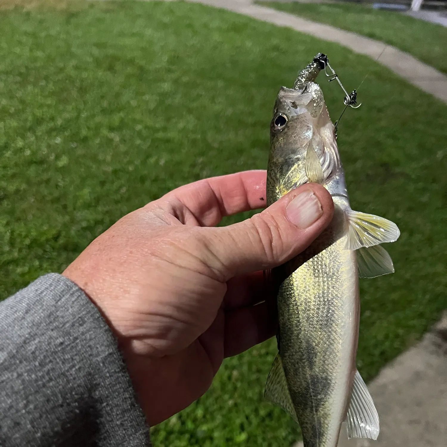 The most recent Saugeye catches on Fishbrain