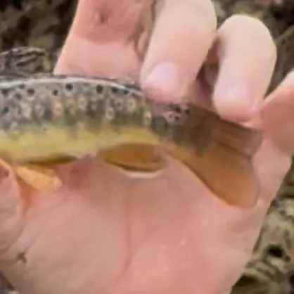 Brown trout caught on Fishbrain