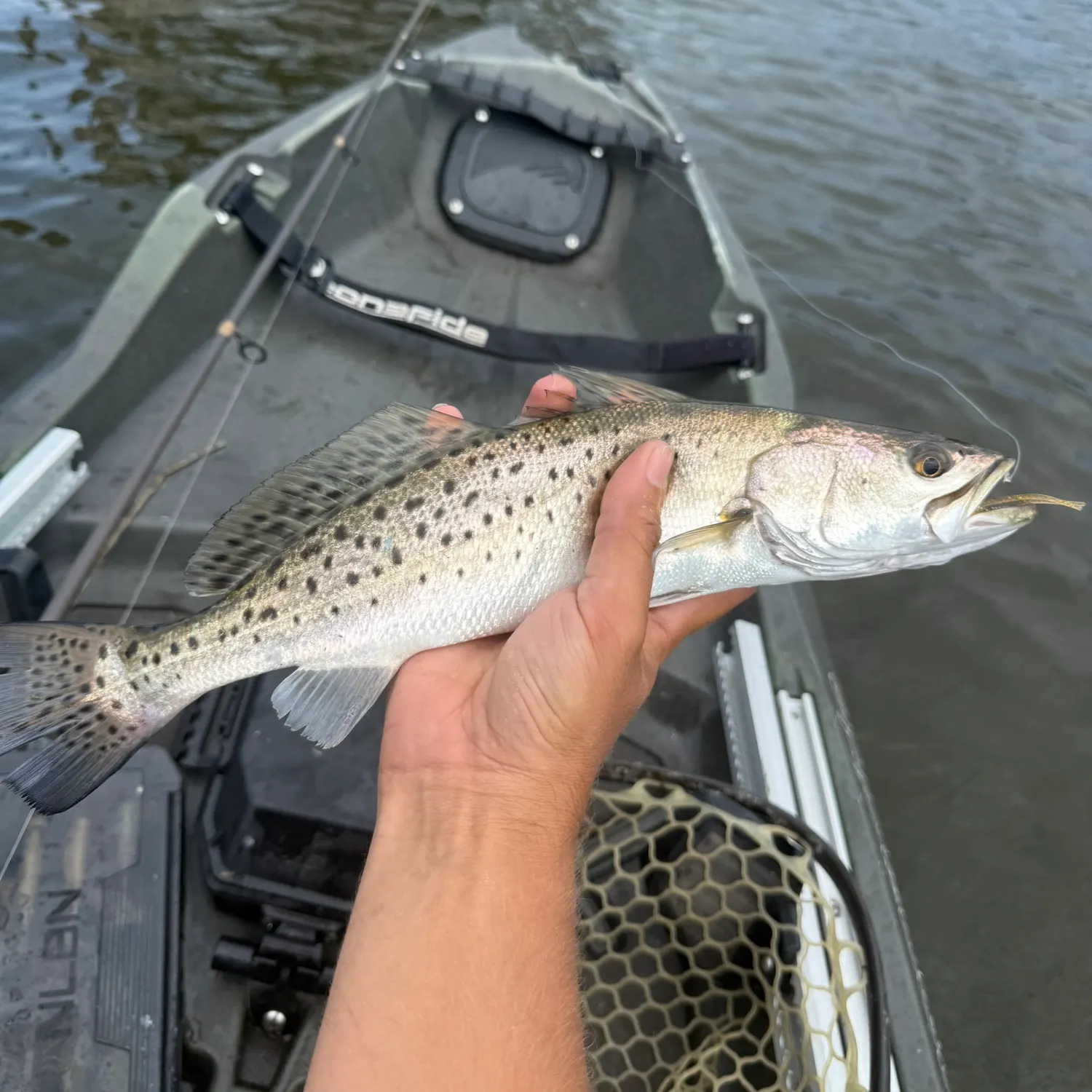 Spotted seatrout caught on Fishbrain