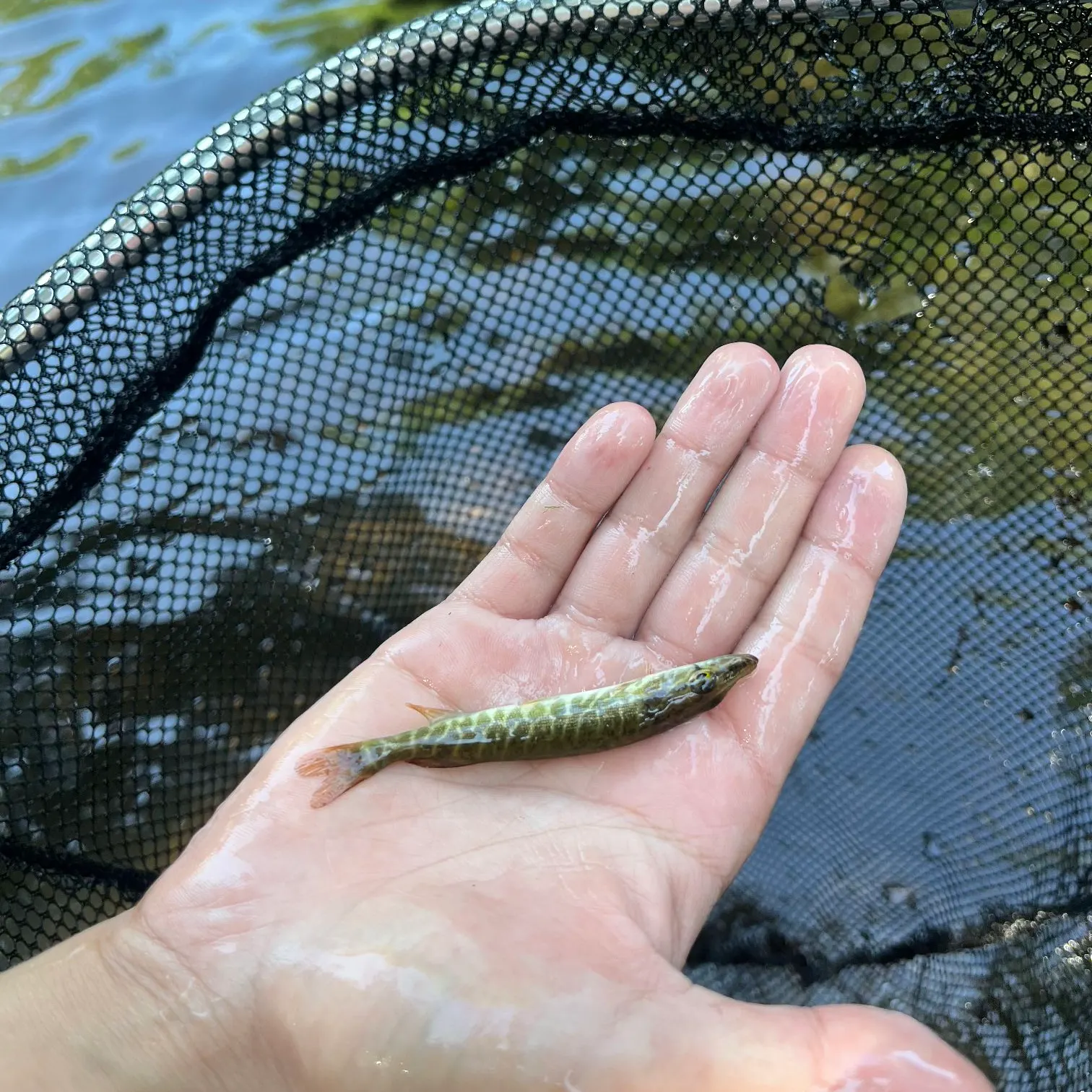 The most recent Redfin pickerel catches on Fishbrain