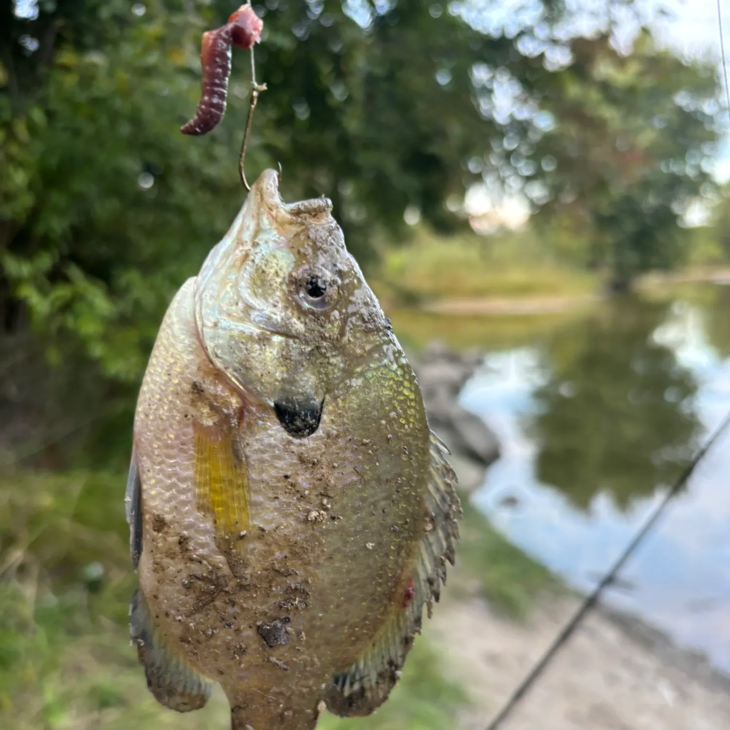 Bluegill caught on Fishbrain