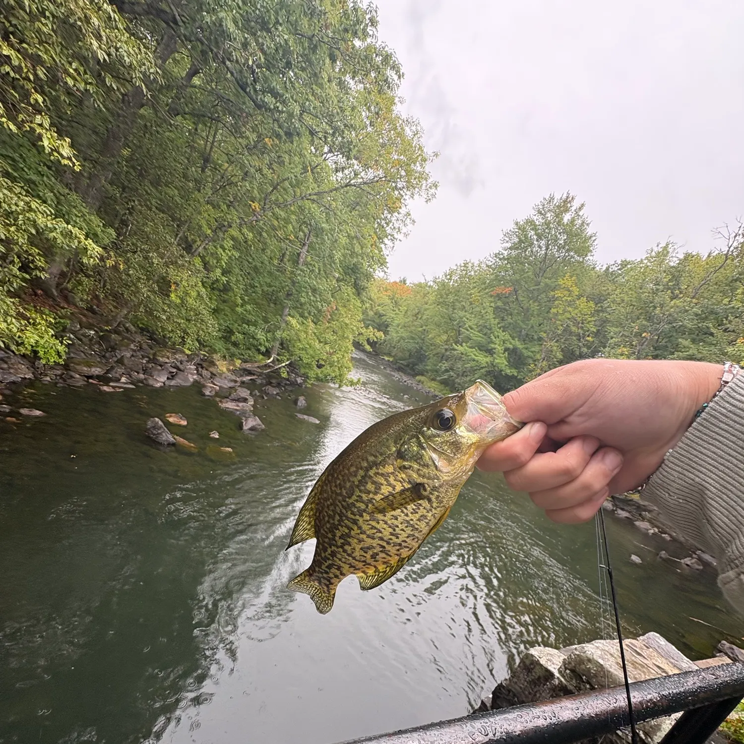 Fish caught on Fishbrain