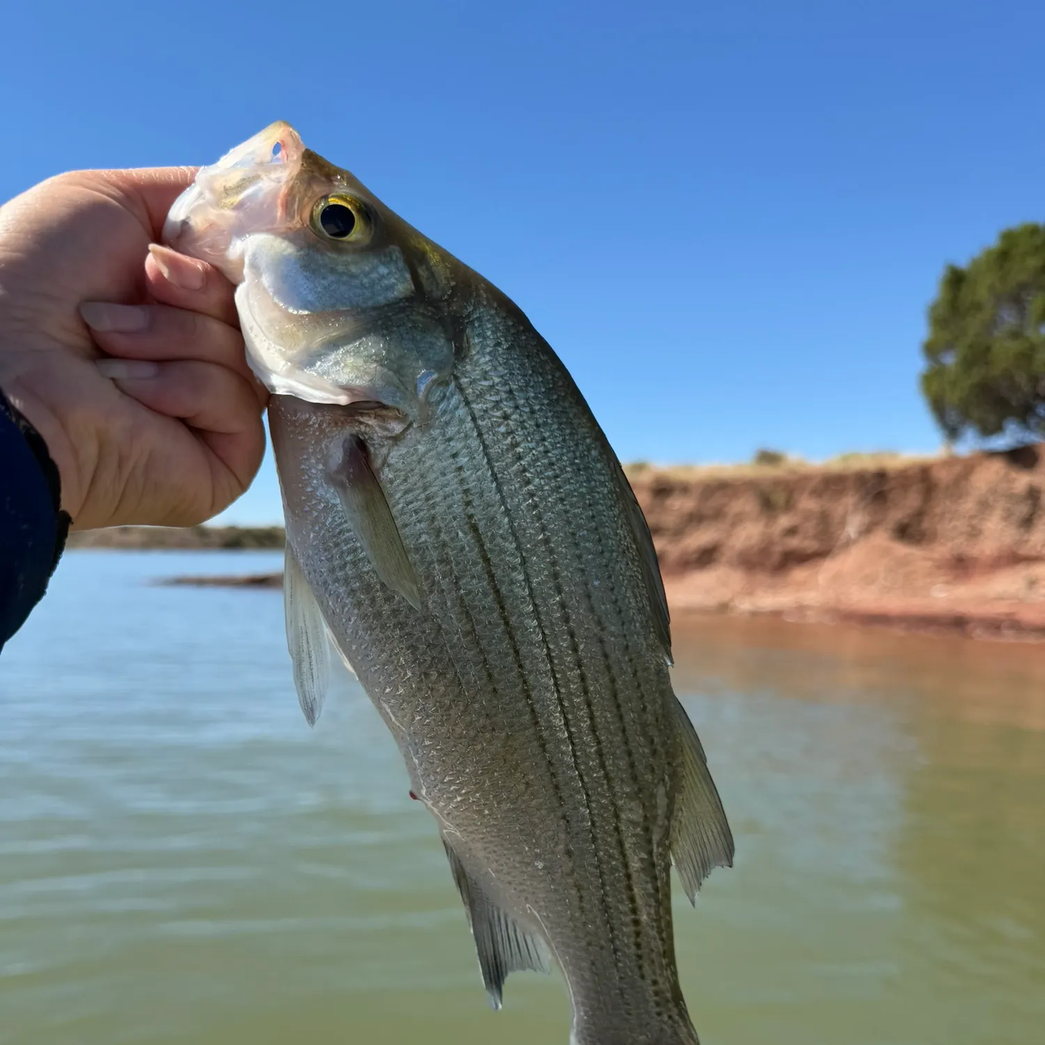 White bass caught on Fishbrain