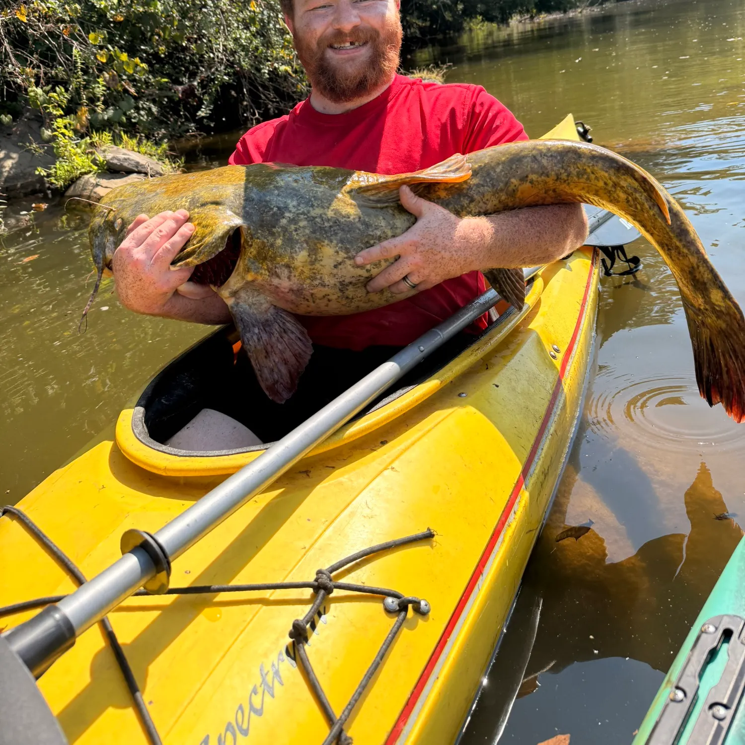 Flathead catfish caught on Fishbrain