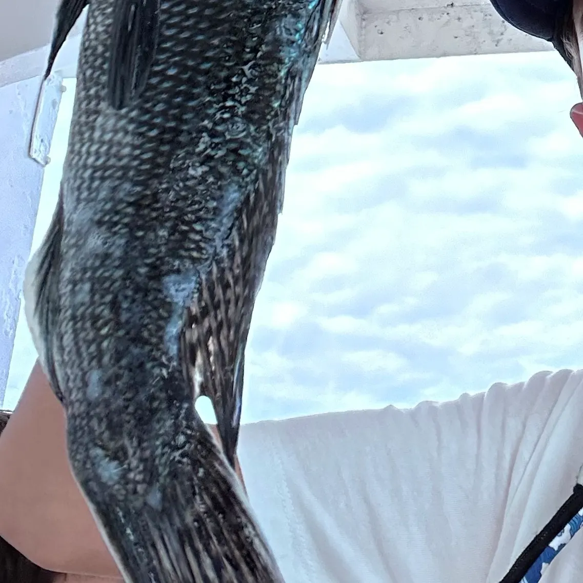 Black sea bass caught on Fishbrain