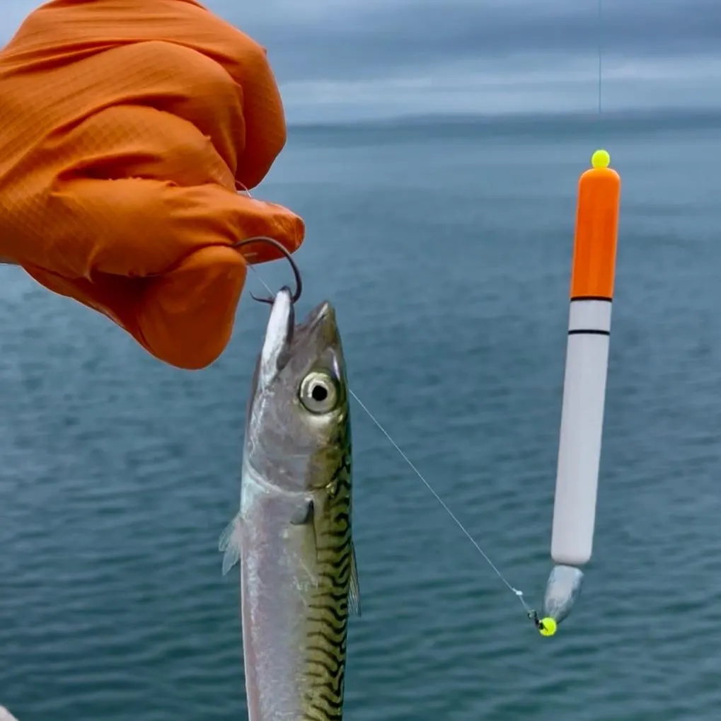 Atlantic mackerel caught on Fishbrain