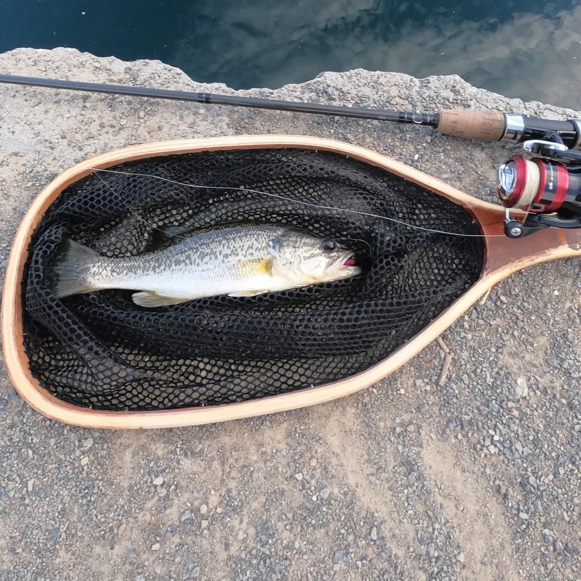Largemouth bass caught on Fishbrain