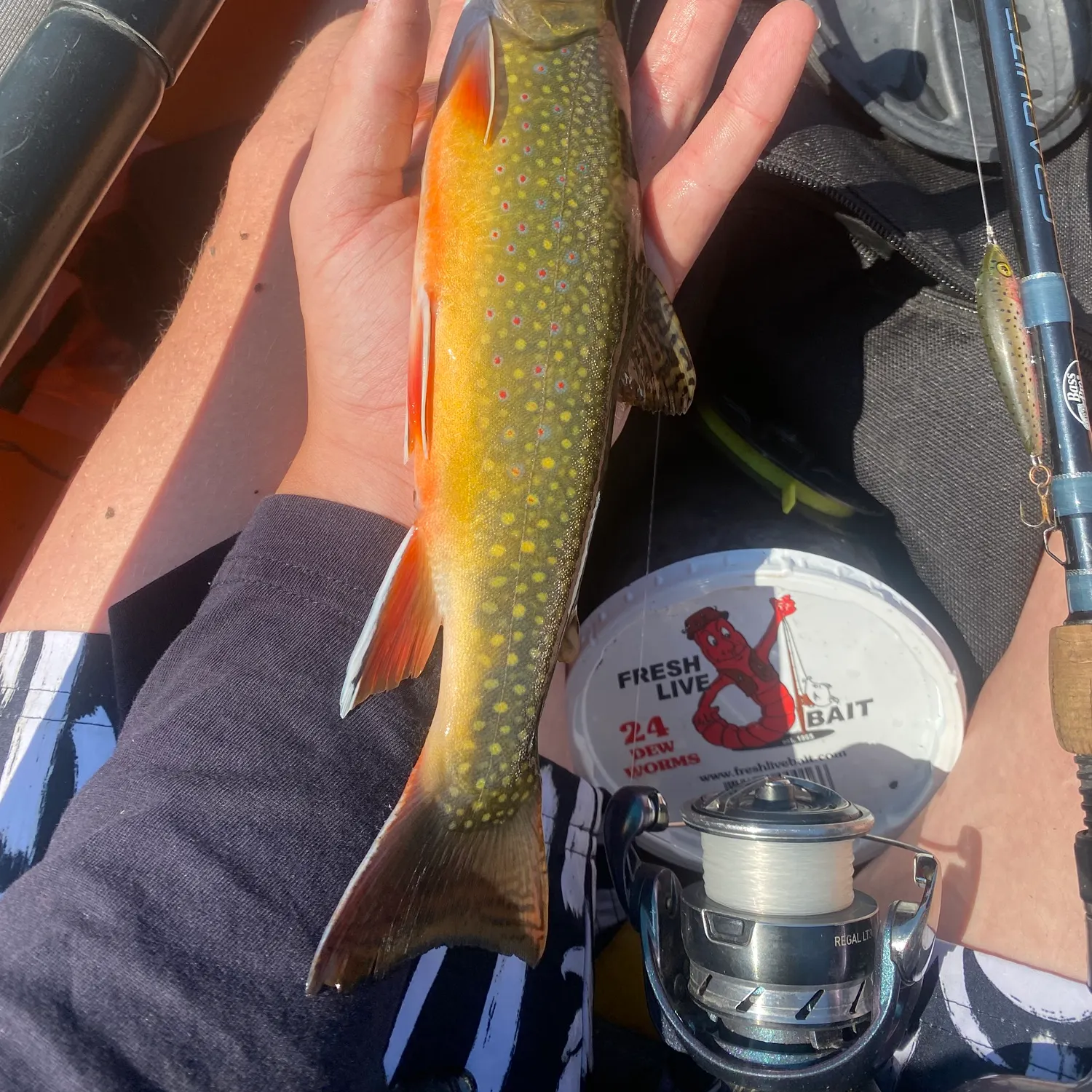 Brook trout caught on Fishbrain