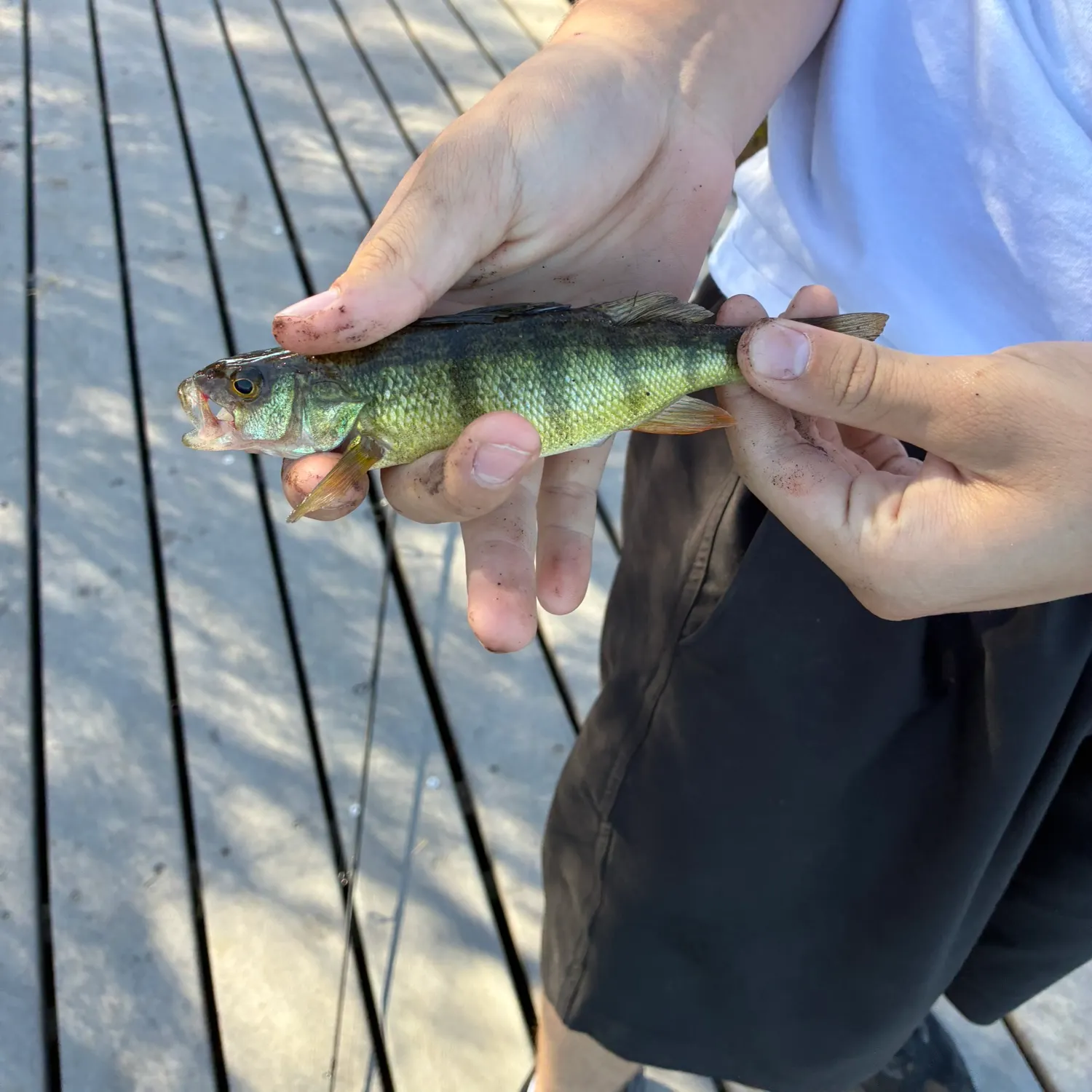 Yellow perch caught on Fishbrain
