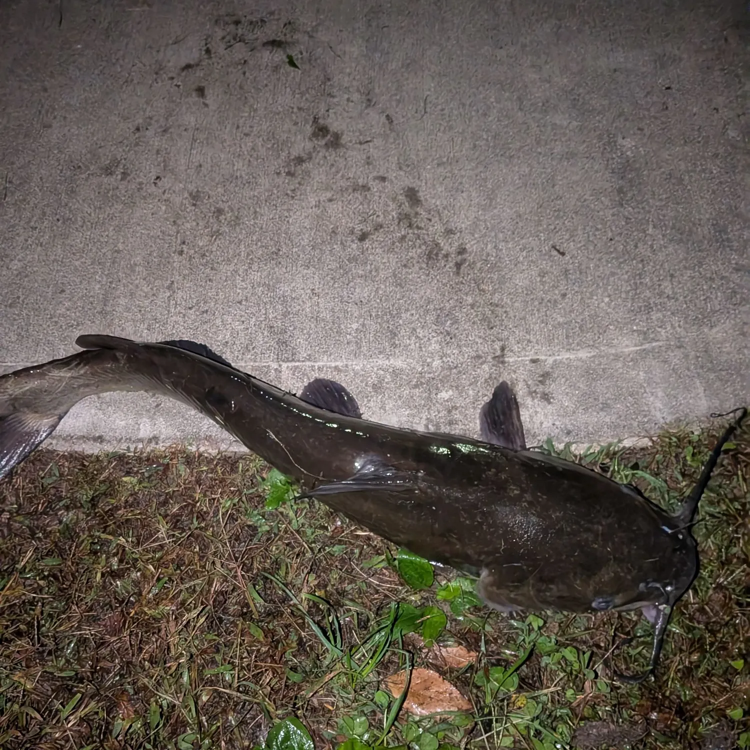 Channel catfish caught on Fishbrain