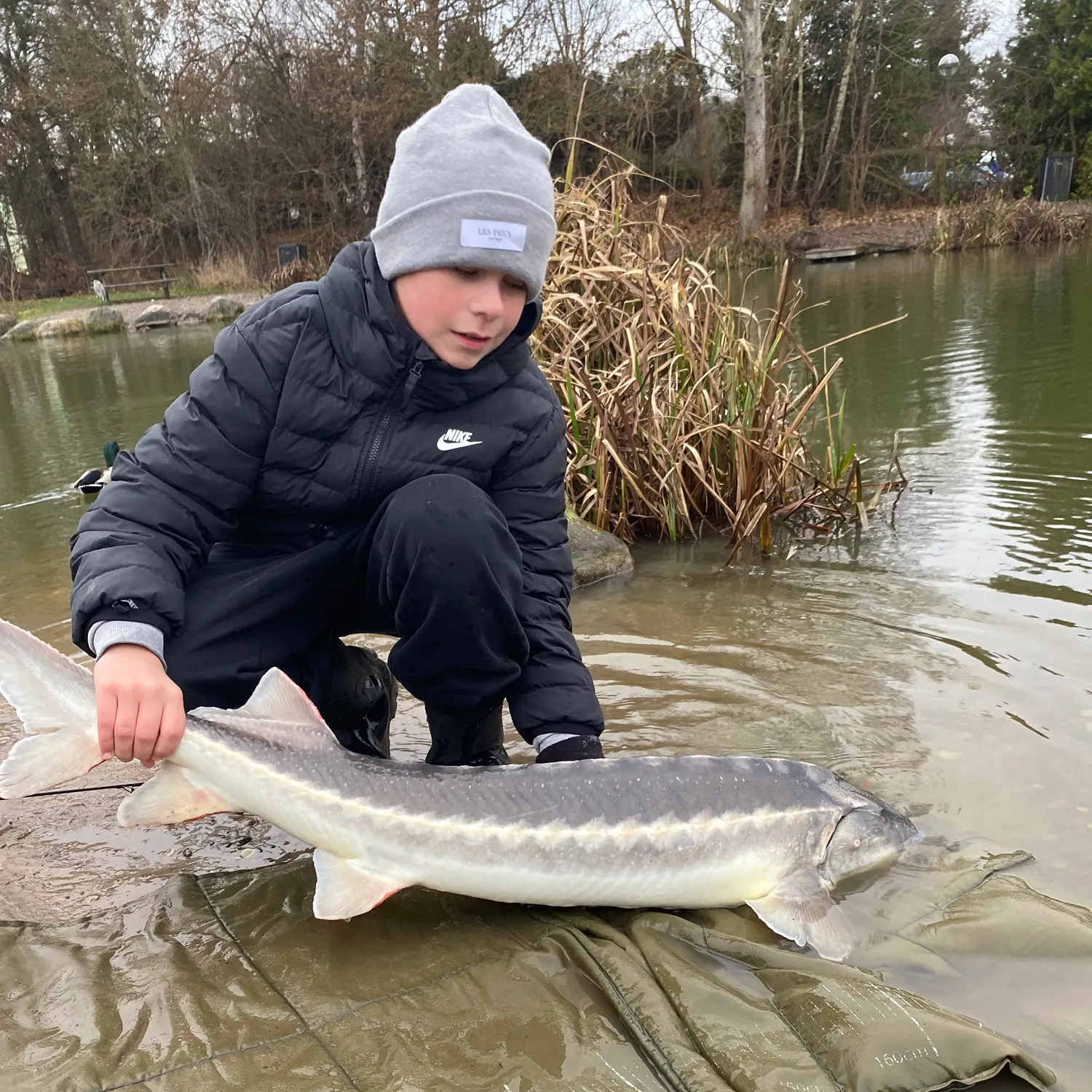 The most recent White sturgeon catches on Fishbrain
