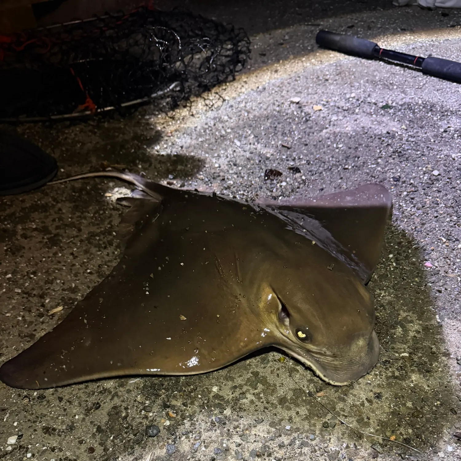 Bat eagle ray caught on Fishbrain