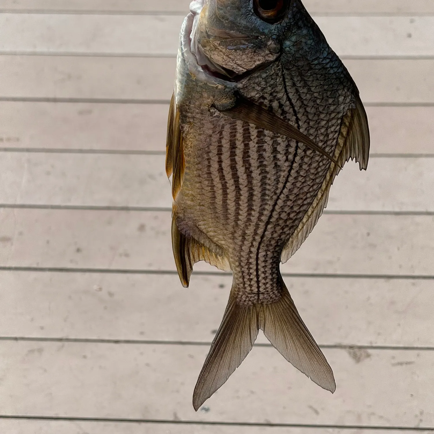 The most recent Striped mojarra catches on Fishbrain