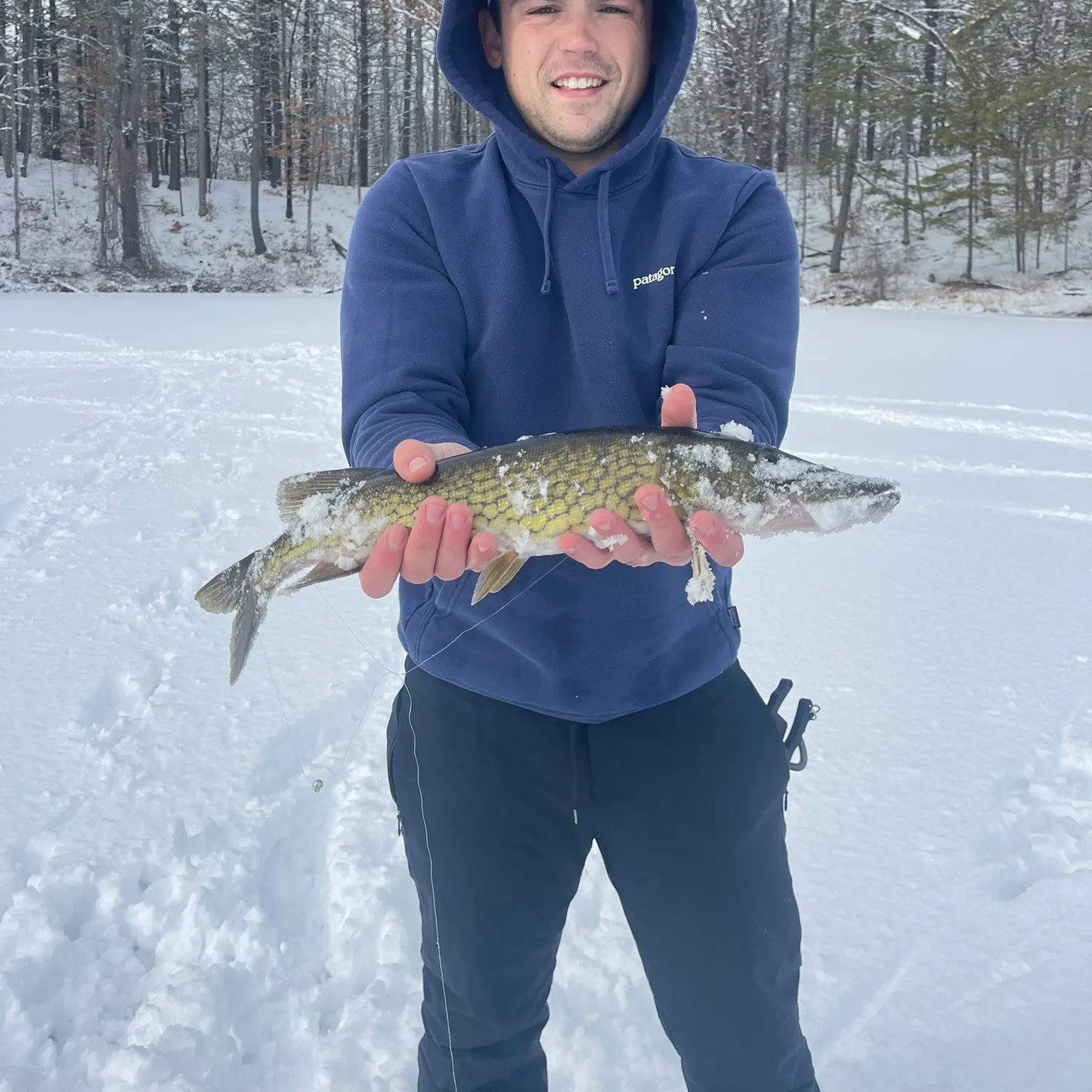 The most recent Chain pickerel catches on Fishbrain