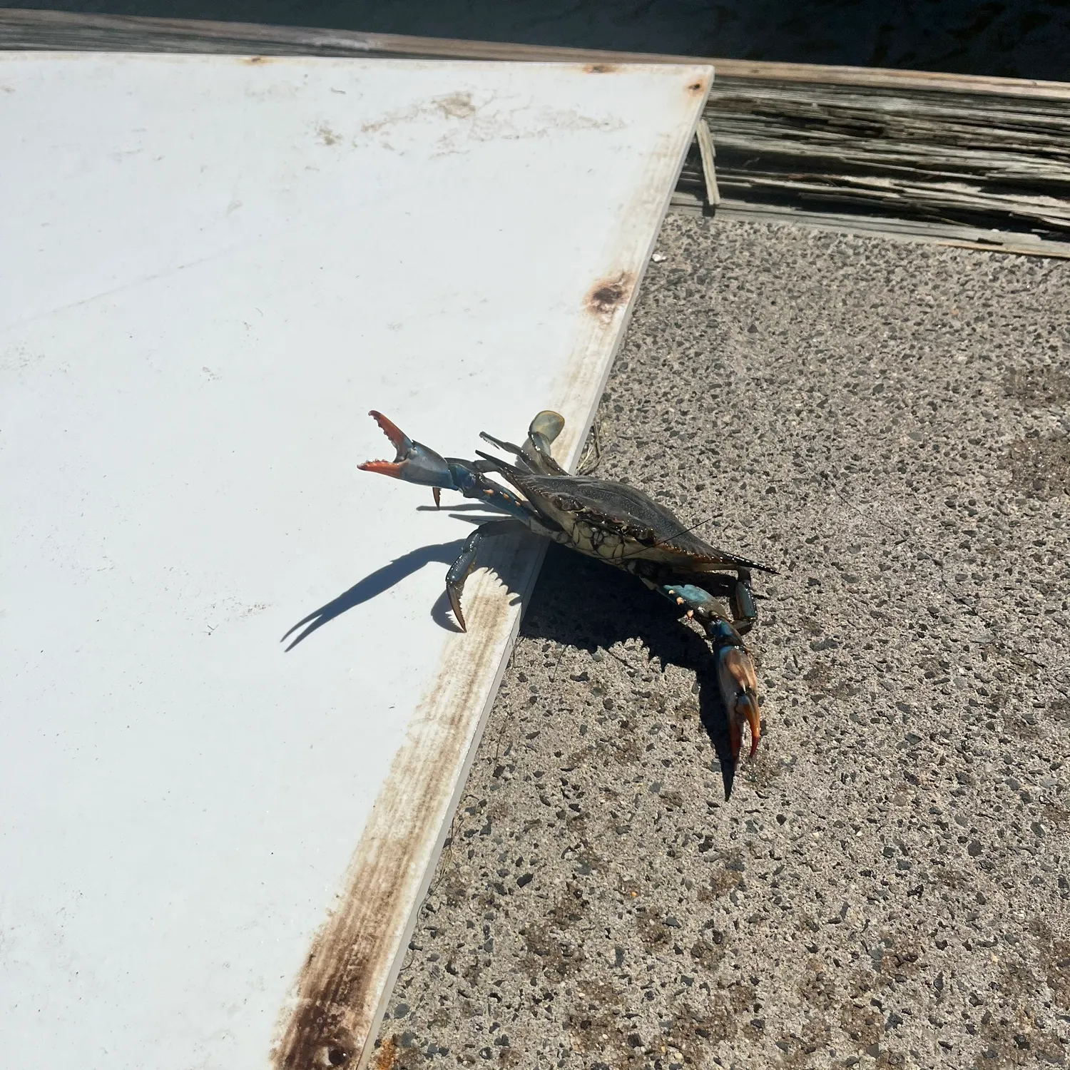 Blue crab caught on Fishbrain