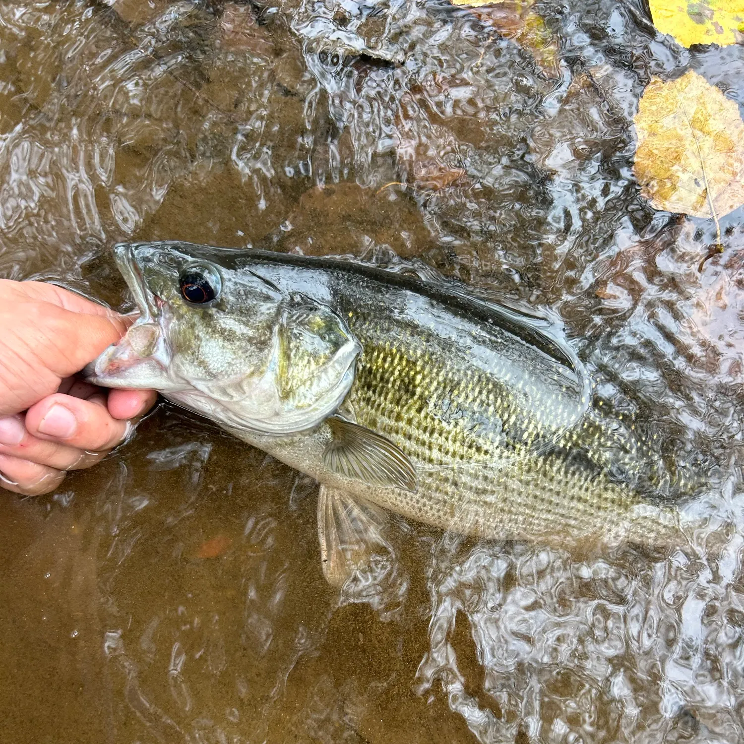 Spotted bass caught on Fishbrain