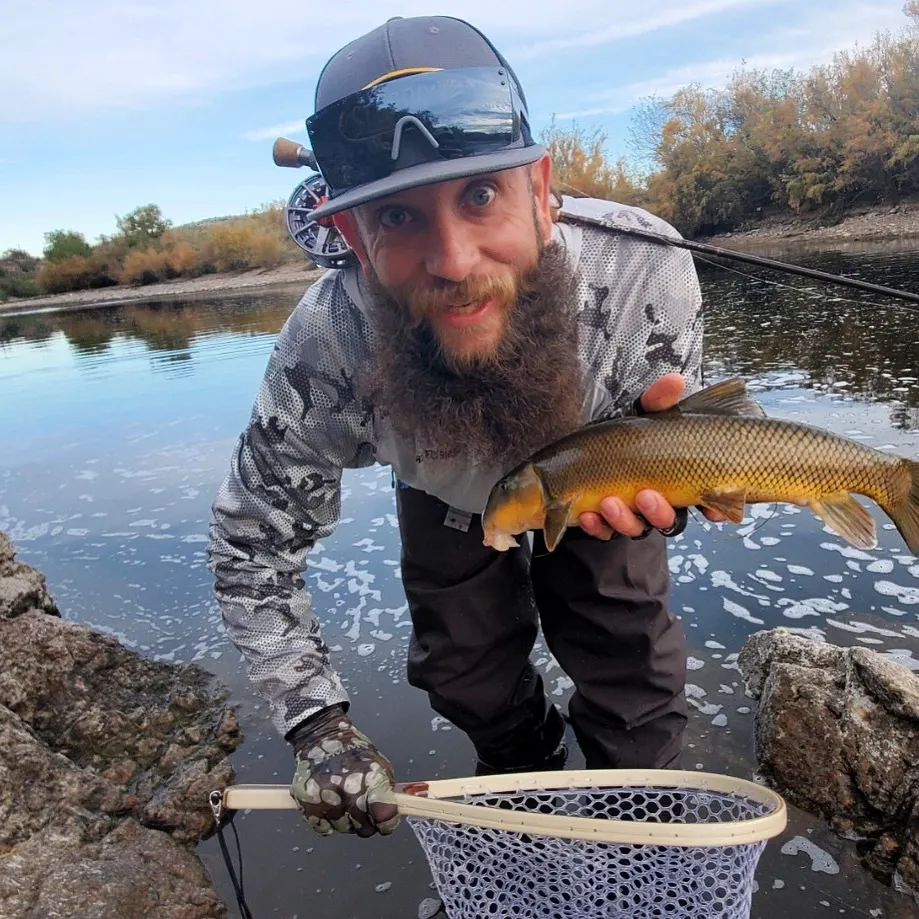 The most recent Sonora sucker catches on Fishbrain