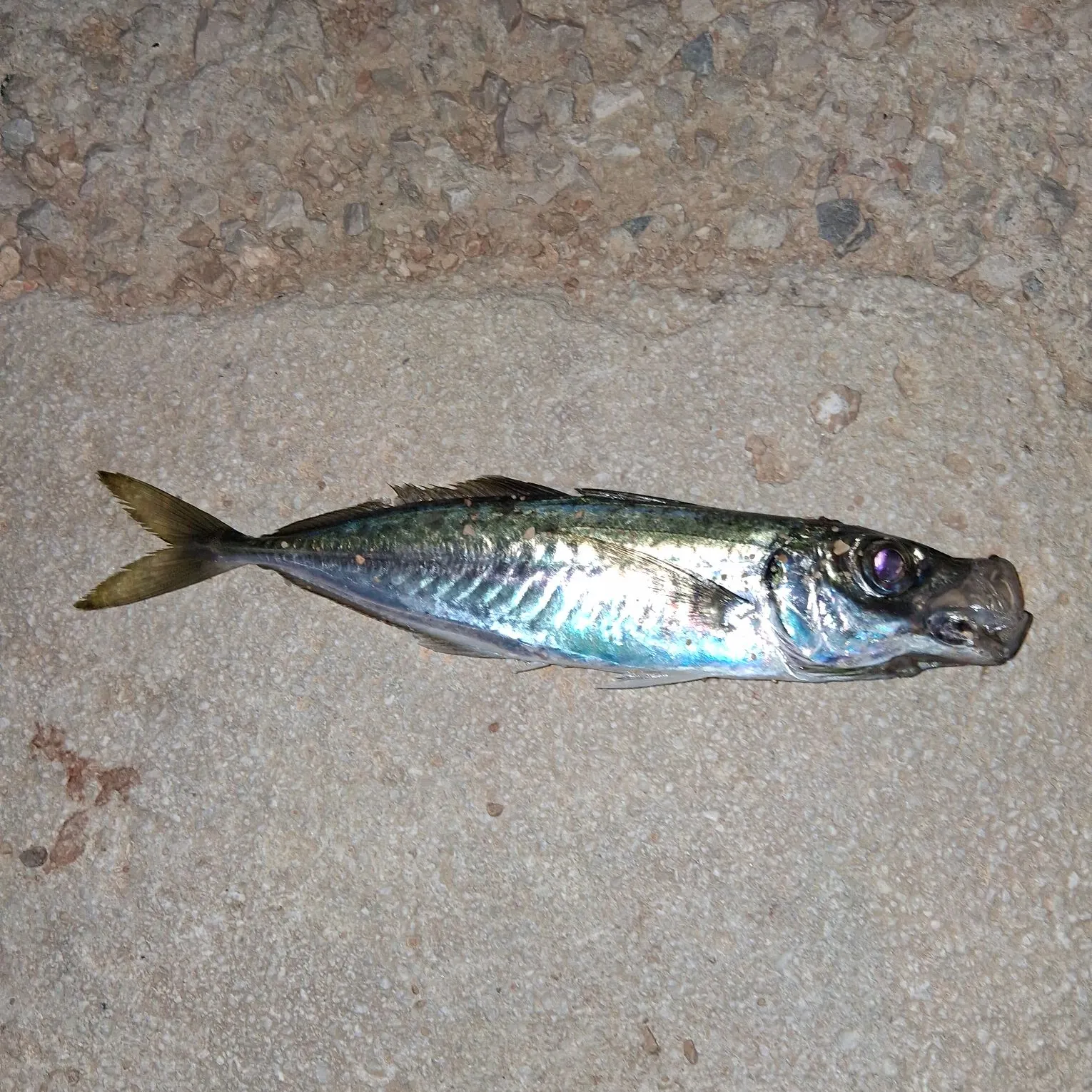 The most recent Atlantic horse mackerel catches on Fishbrain