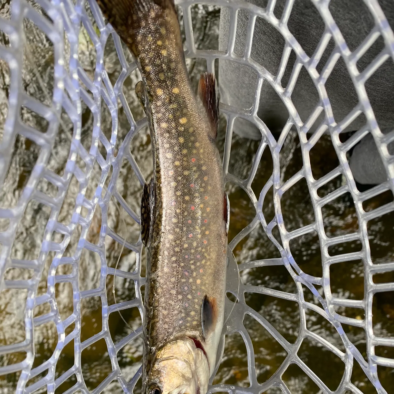 The most recent Brook trout catches on Fishbrain