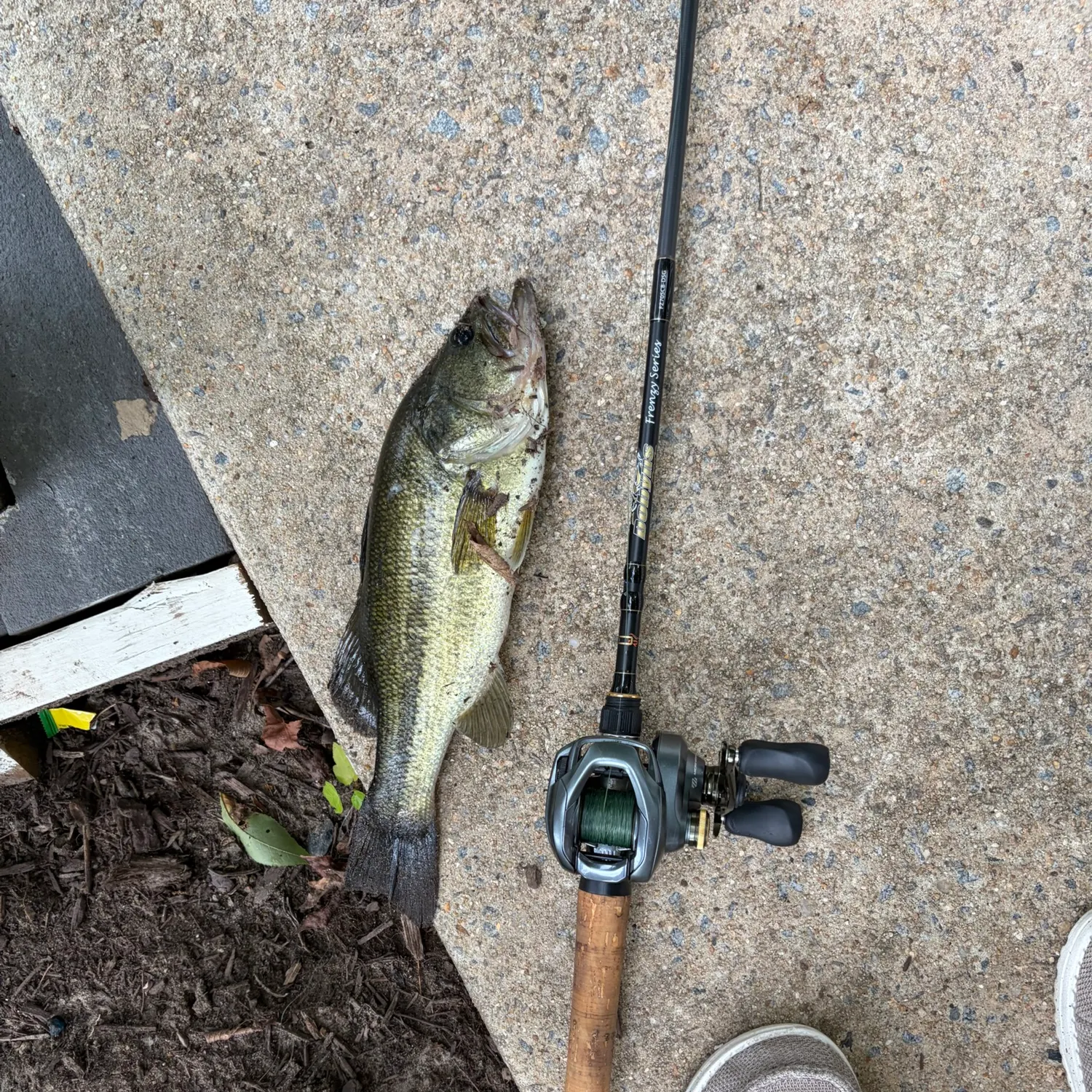 Largemouth bass caught on Fishbrain