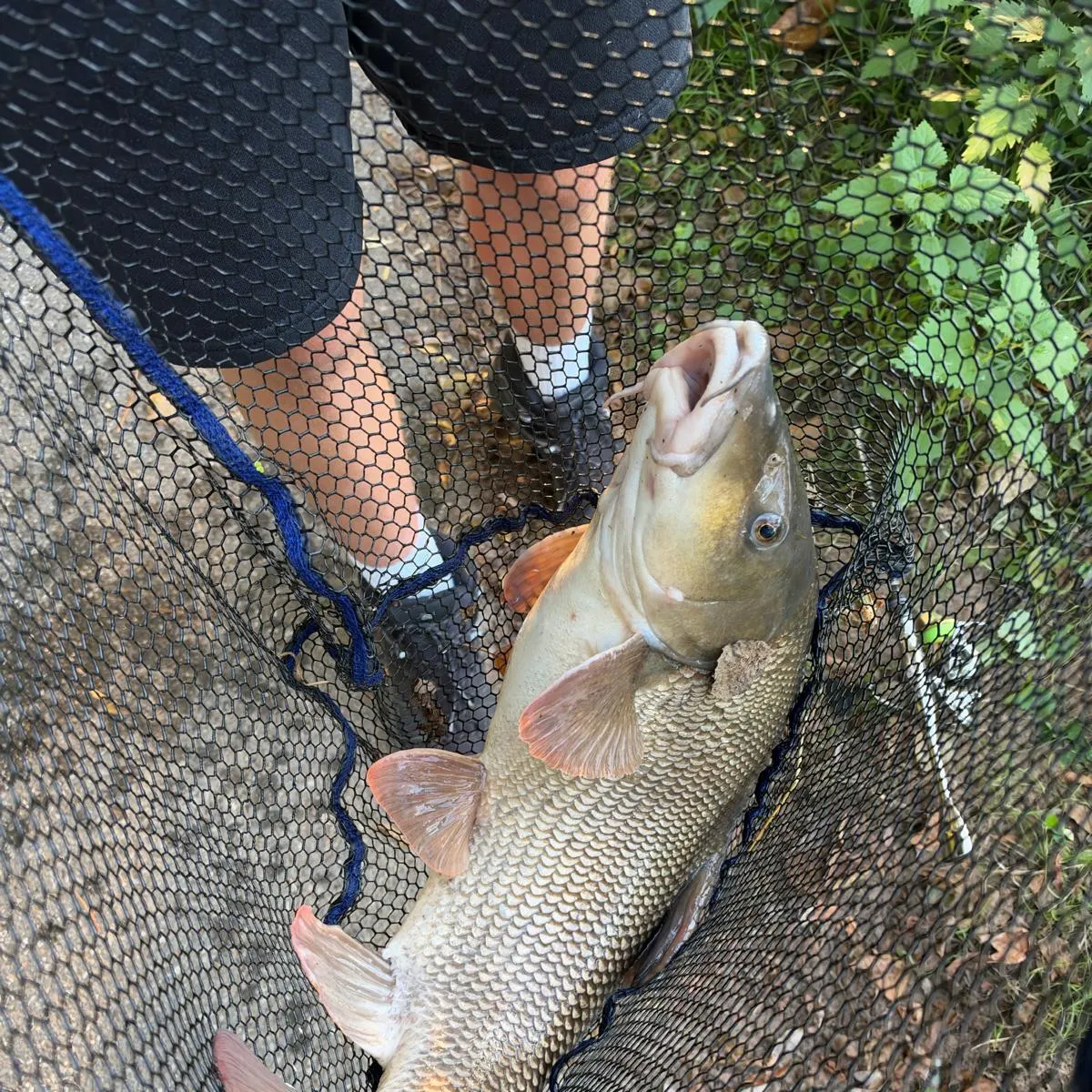 Common barbel caught on Fishbrain