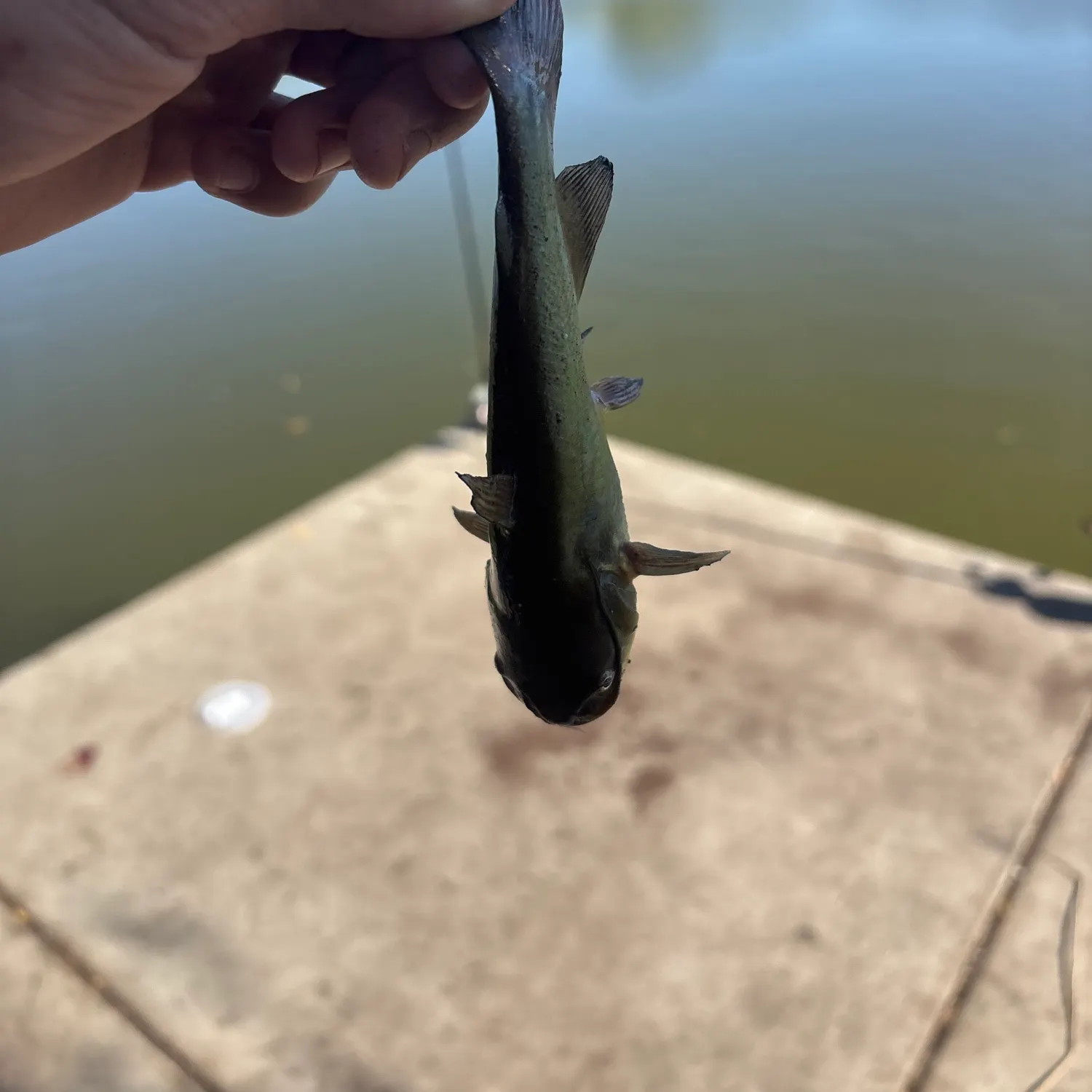 Yellow bullhead caught on Fishbrain