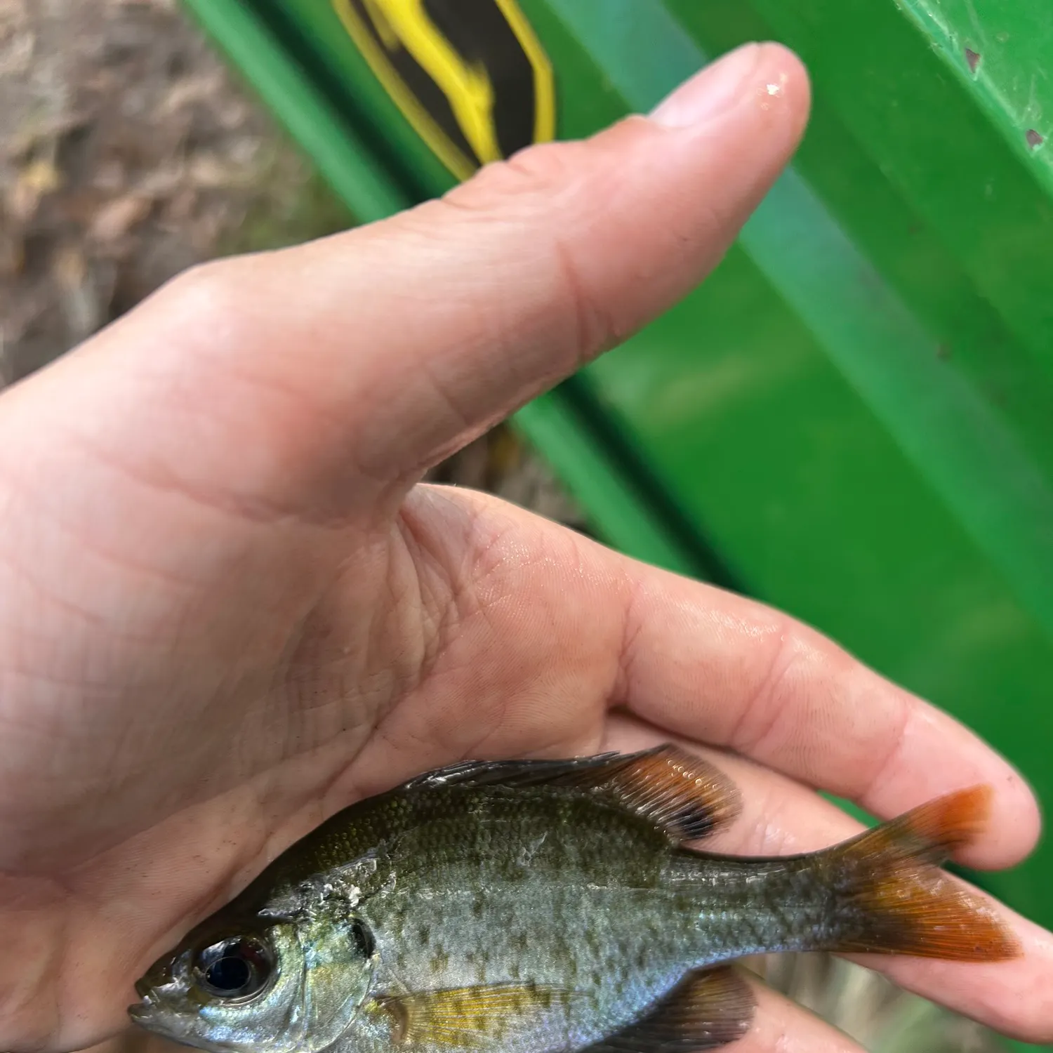 The most recent Bluegill catches on Fishbrain