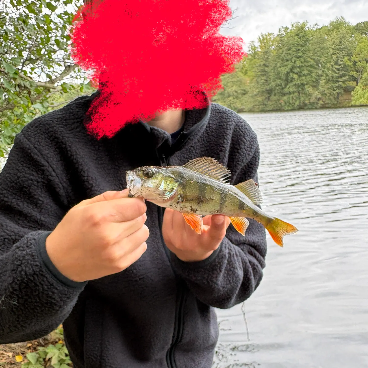 European perch caught on Fishbrain