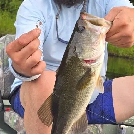 Largemouth bass caught on Fishbrain