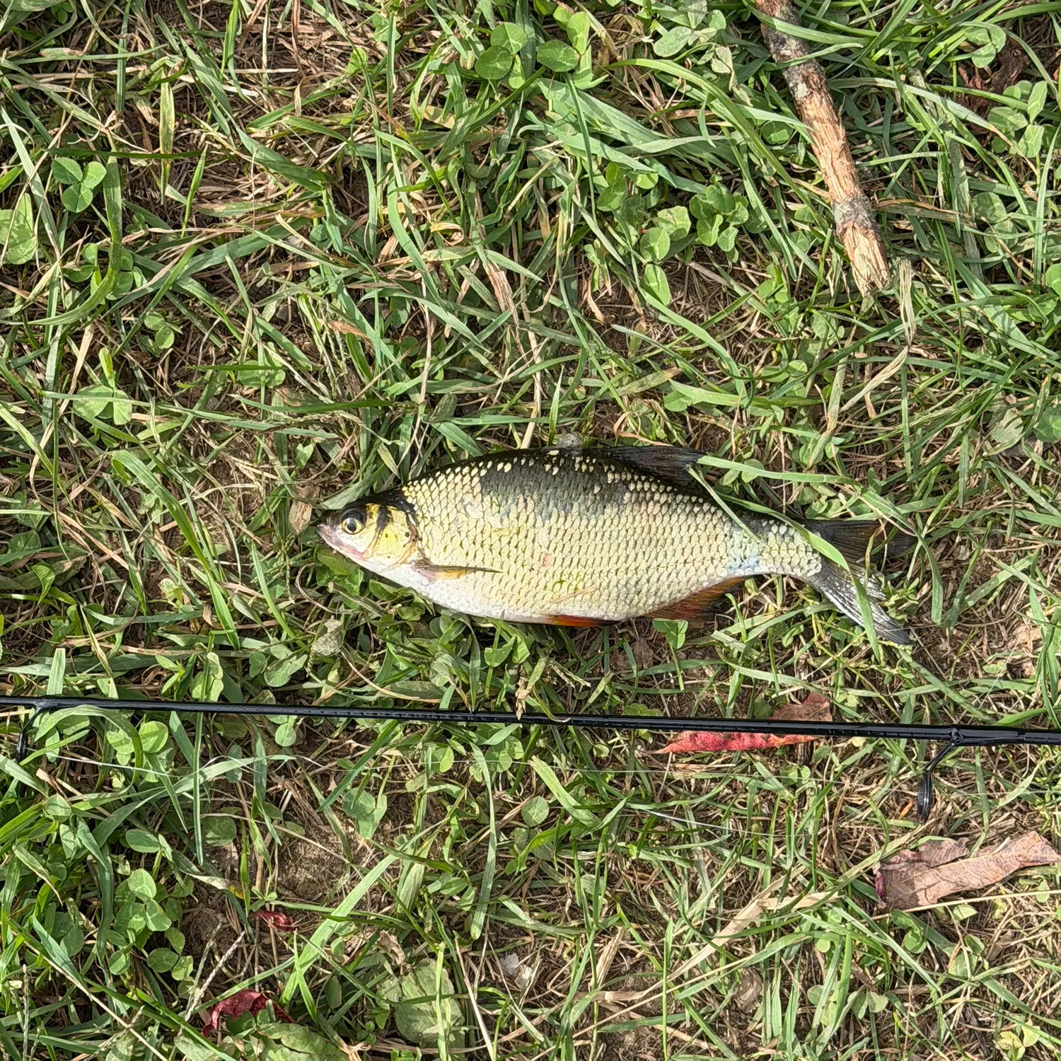 Golden shiner caught on Fishbrain