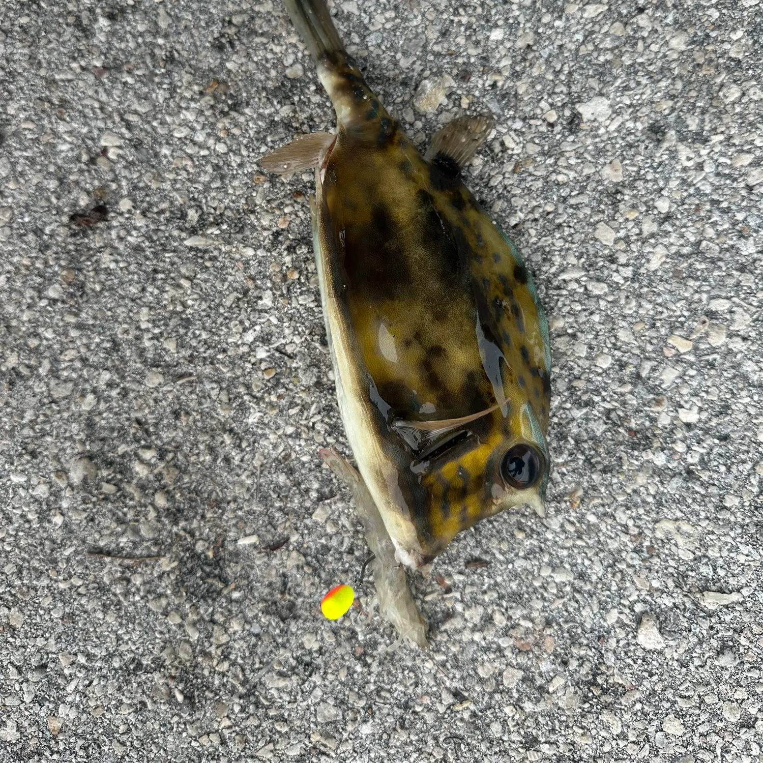 The most recent Scrawled cowfish catches on Fishbrain