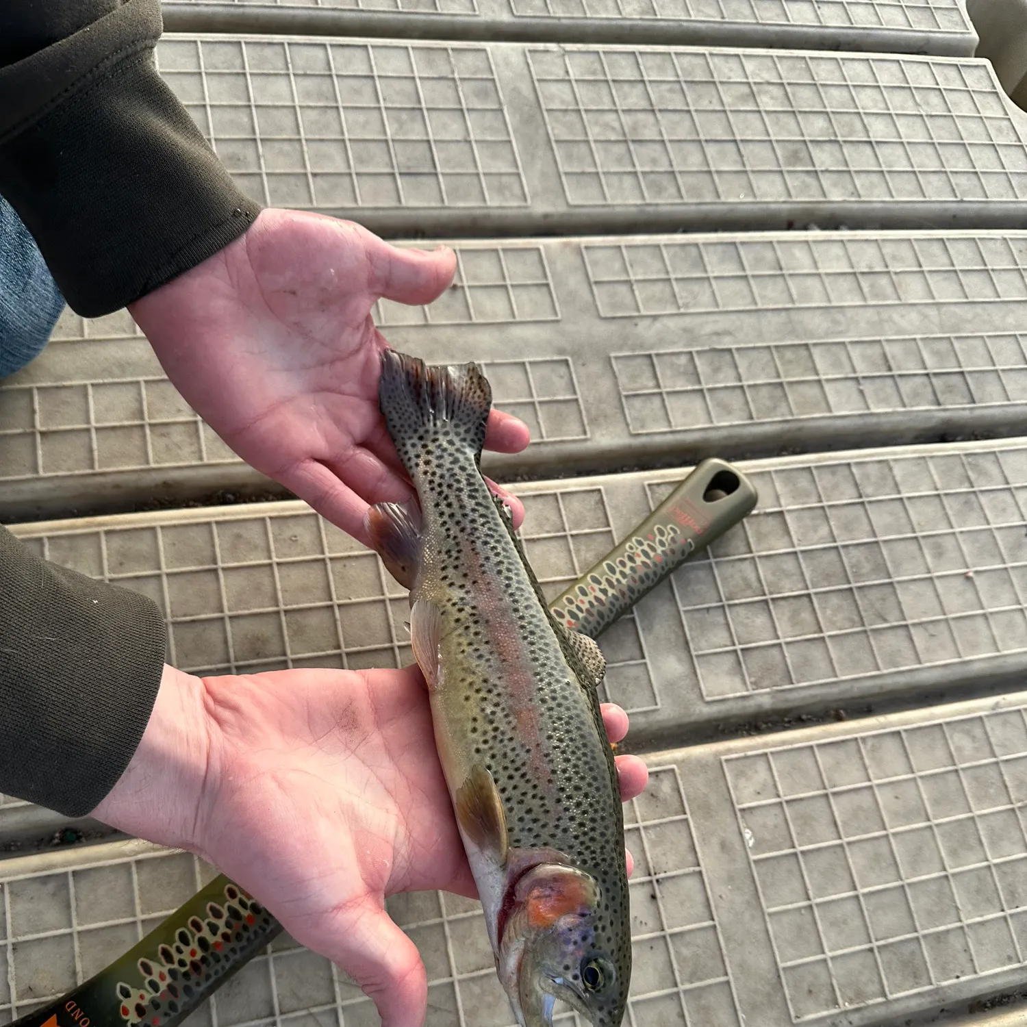 The most recent Cutbow catches on Fishbrain
