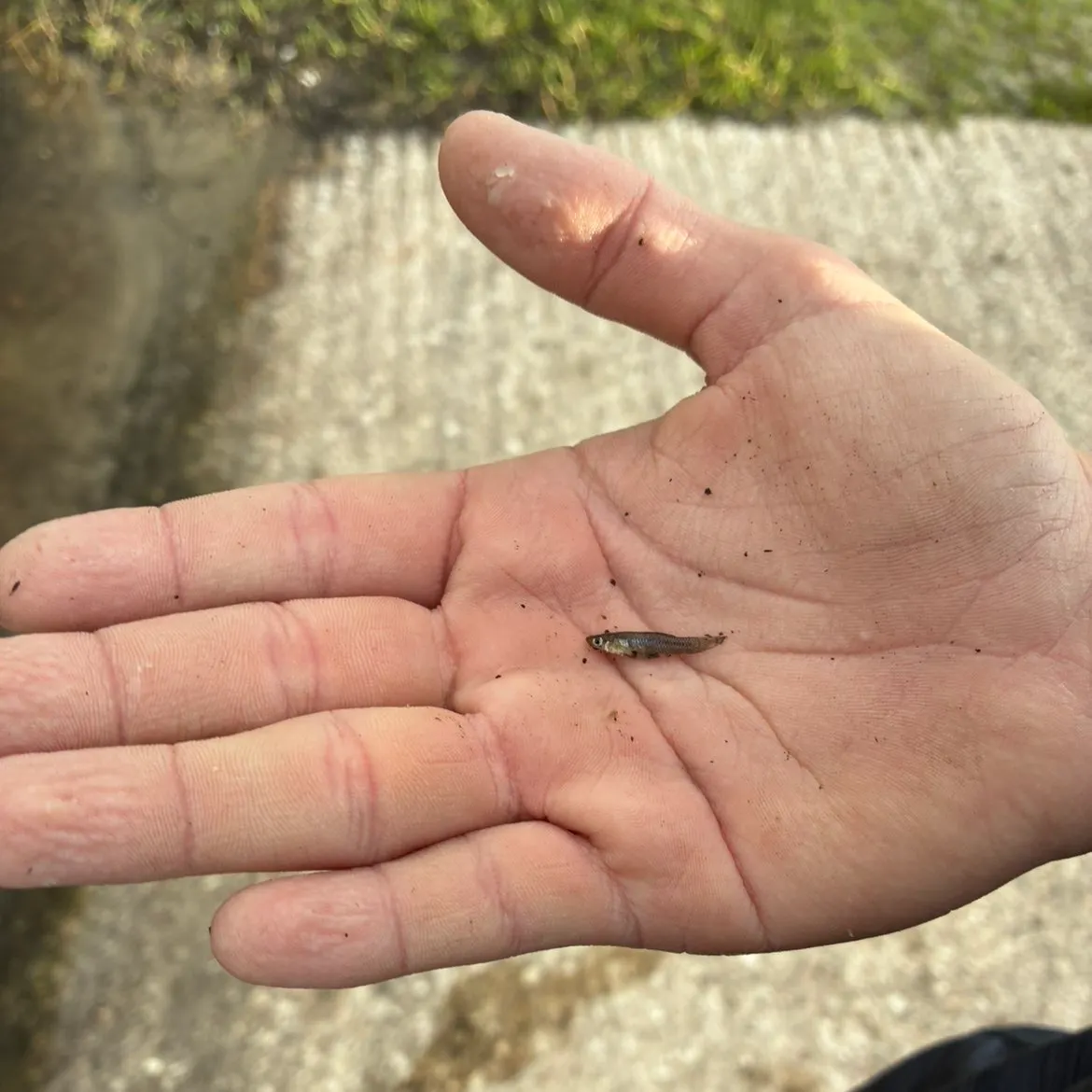 The most recent Eastern mosquitofish catches on Fishbrain