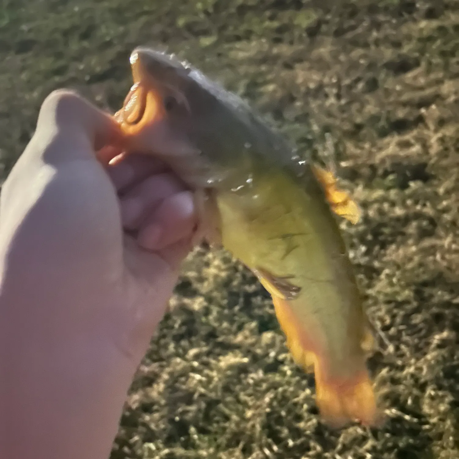 The most recent Yellow bullhead catches on Fishbrain