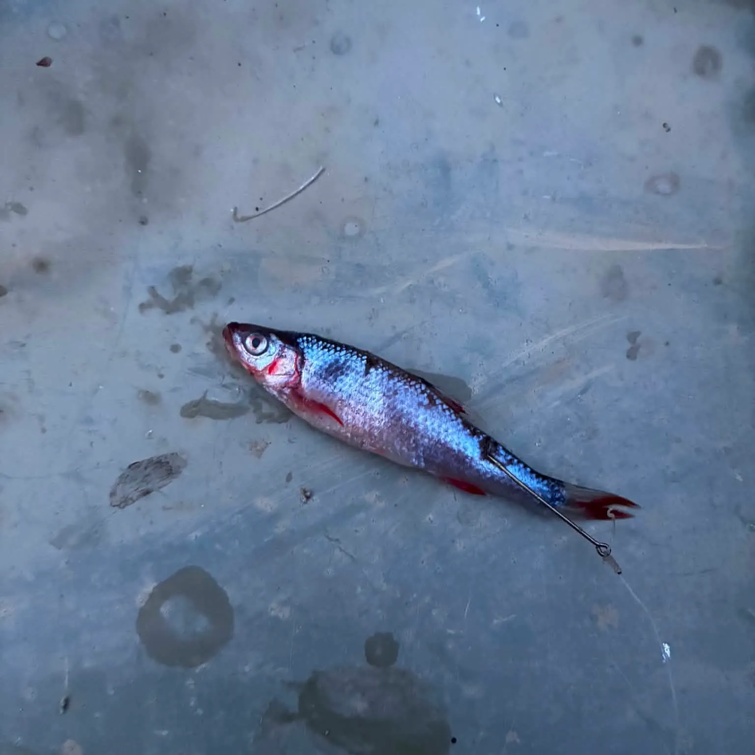 The most recent Redfin shiner catches on Fishbrain