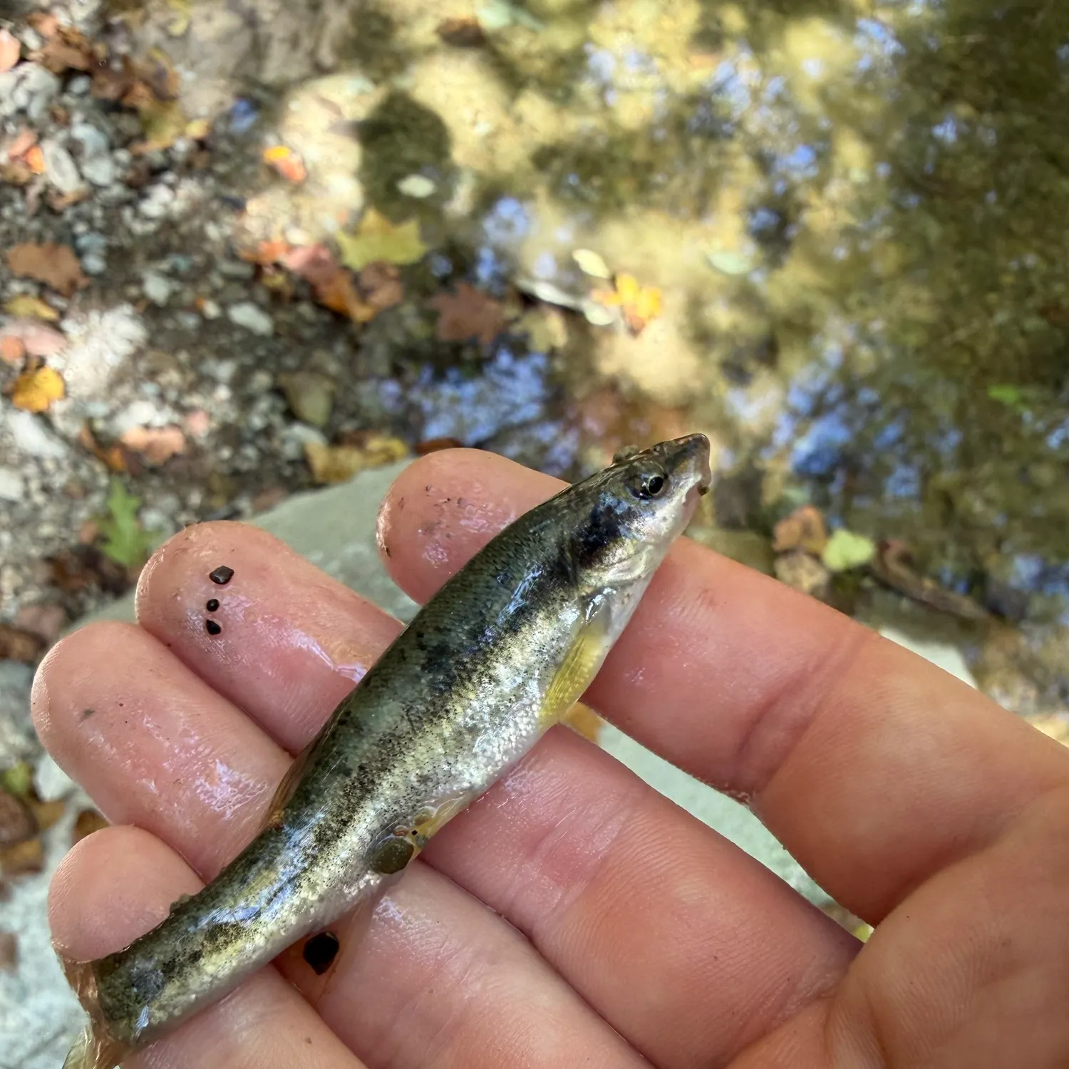 The most recent Eastern blacknose dace catches on Fishbrain
