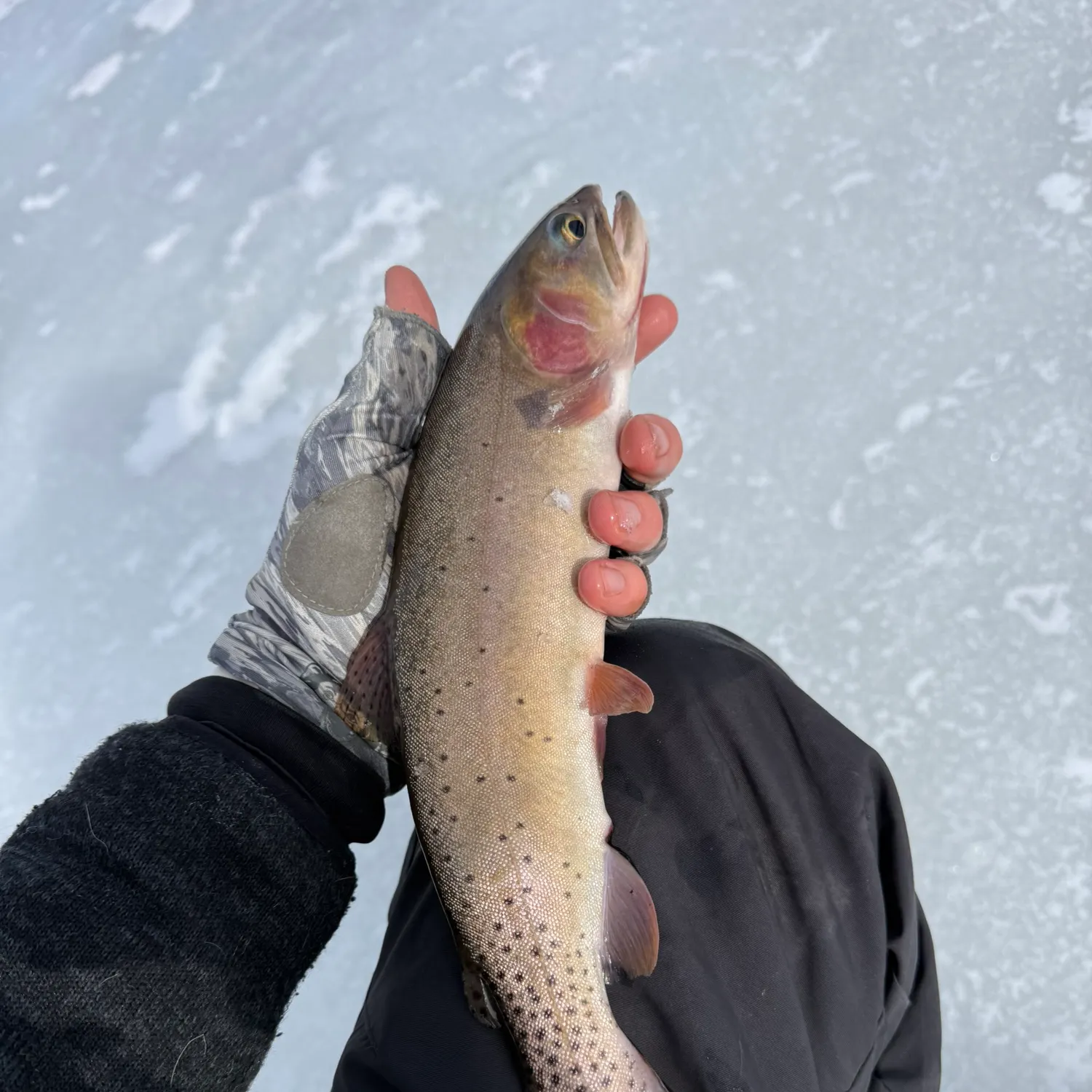 The most recent Colorado river cutthroat trout catches on Fishbrain