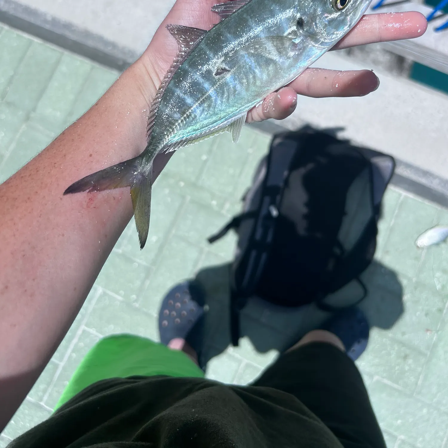 The most recent Bluefin trevally catches on Fishbrain