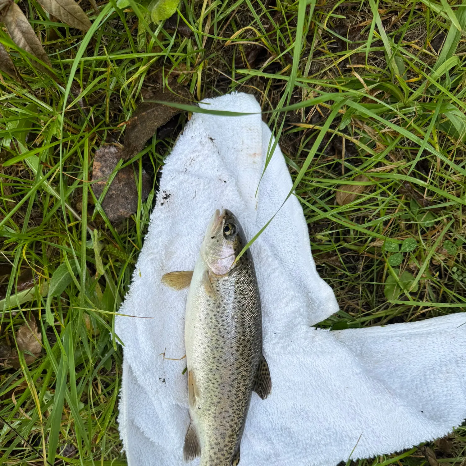 Rainbow trout caught on Fishbrain