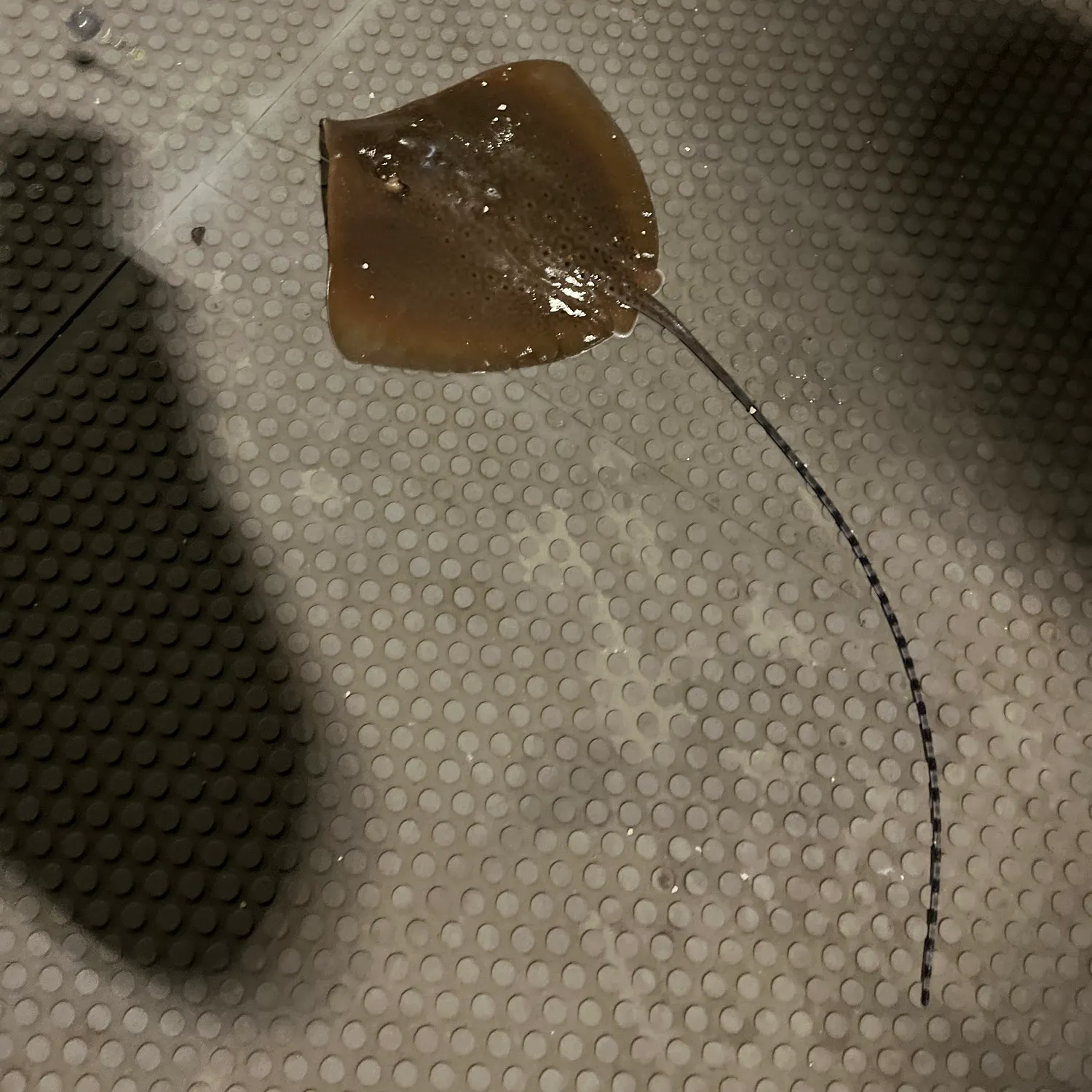 The most recent Common stingray catches on Fishbrain