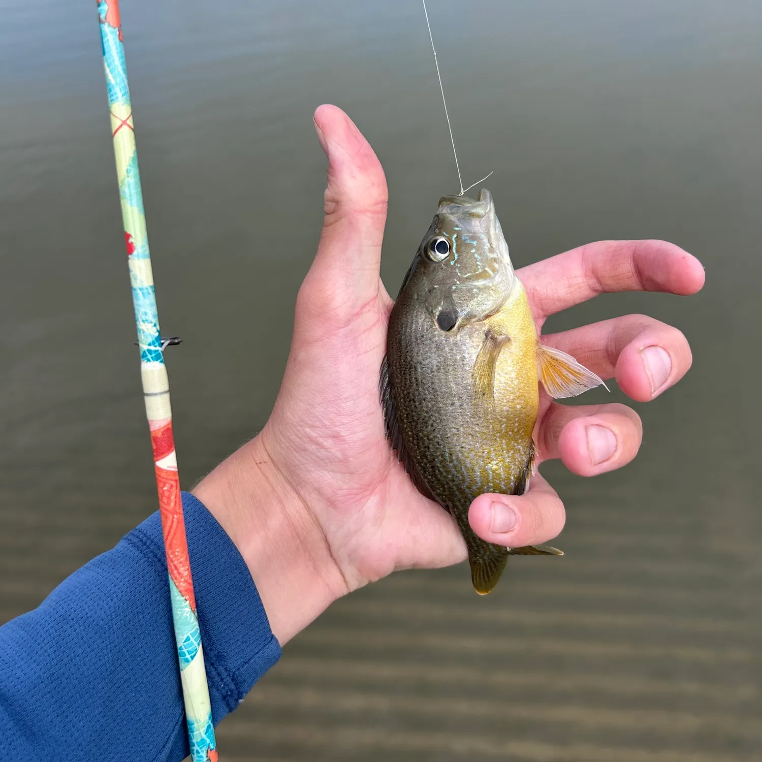 Green sunfish caught on Fishbrain