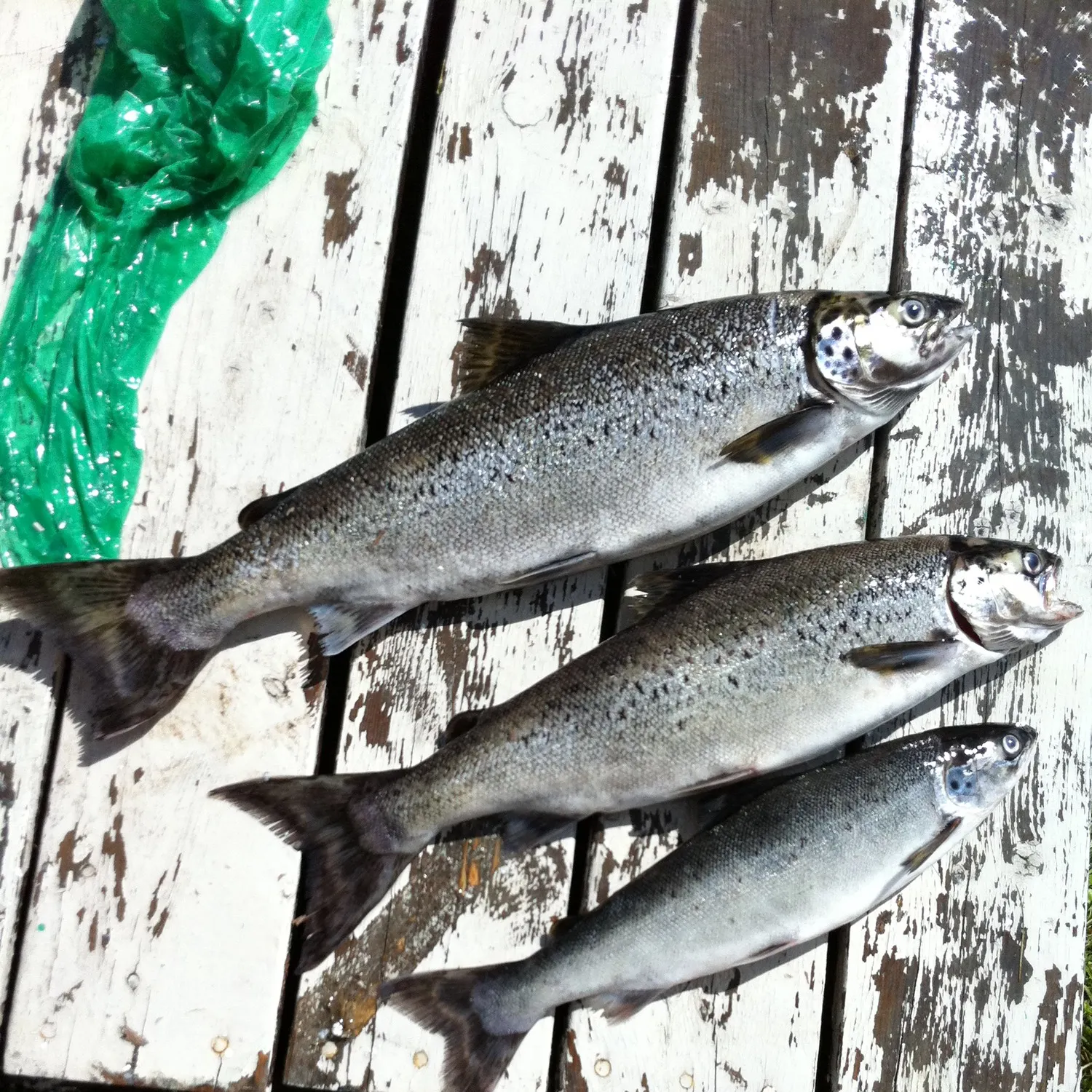 recently logged catches