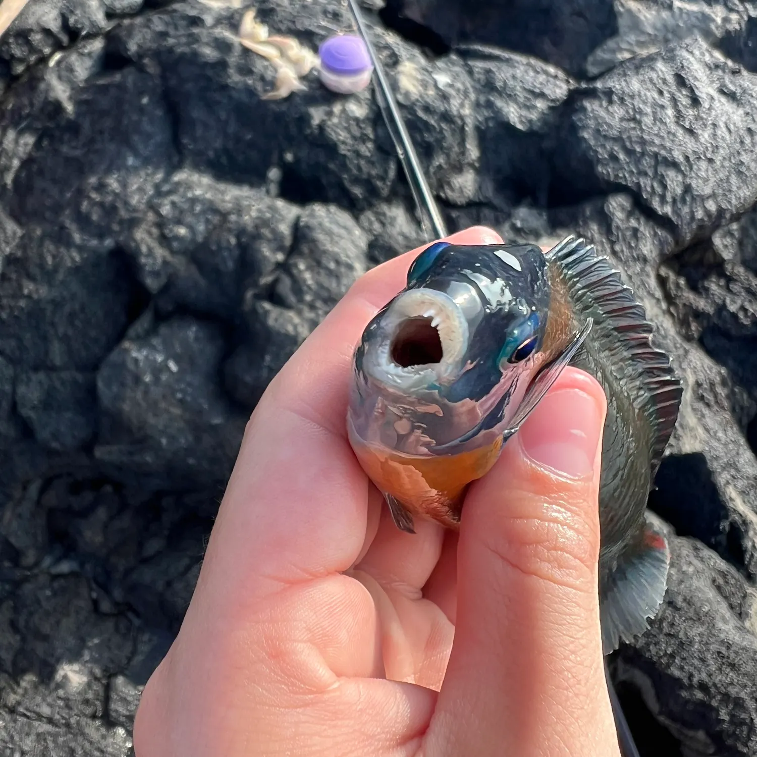 The most recent Saddle wrasse catches on Fishbrain