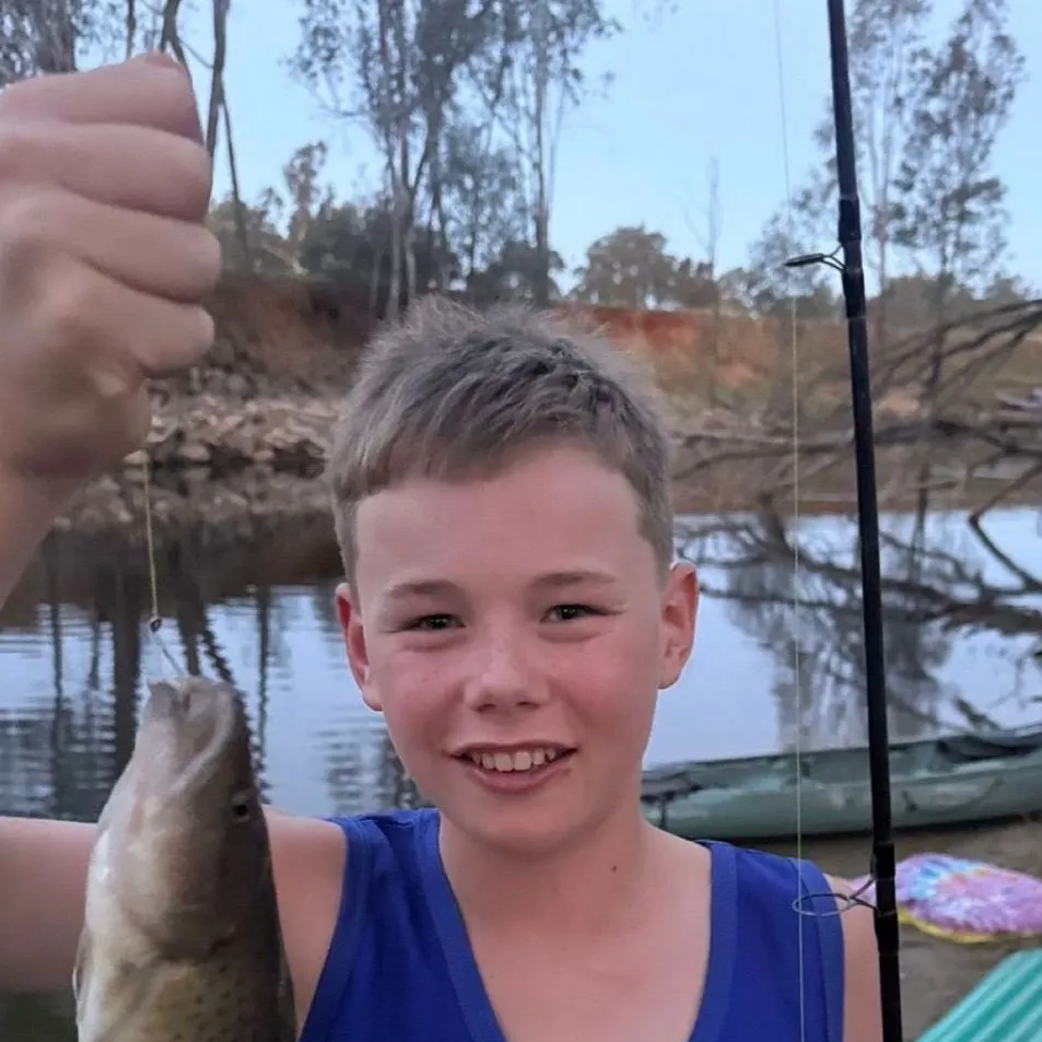 The most recent Trout cod catches on Fishbrain