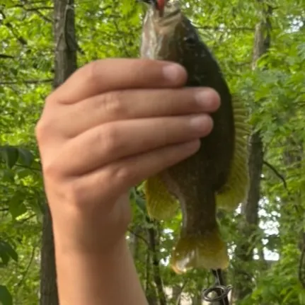 Bluegill caught on Fishbrain