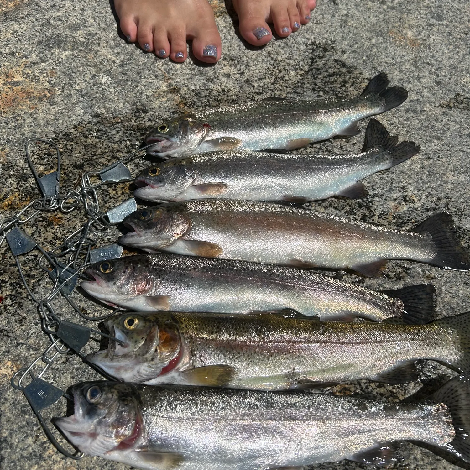 Rainbow trout caught on Fishbrain