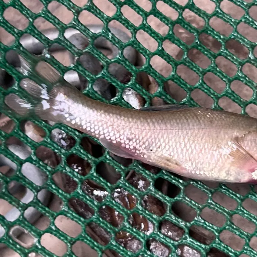 The most recent Fathead minnow catches on Fishbrain