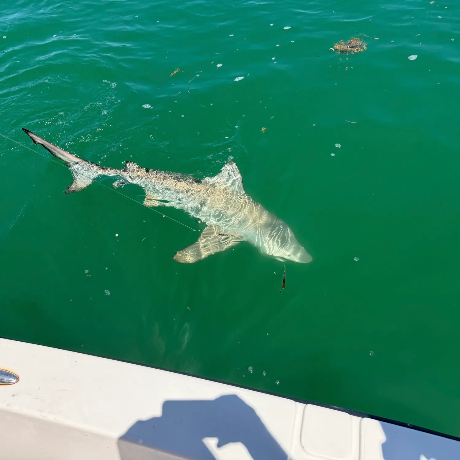 Blacktip shark caught on Fishbrain
