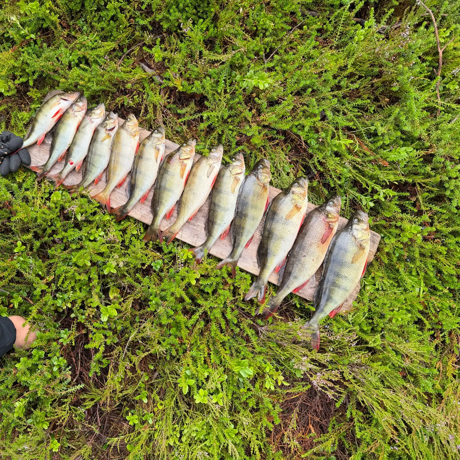 European perch caught on Fishbrain