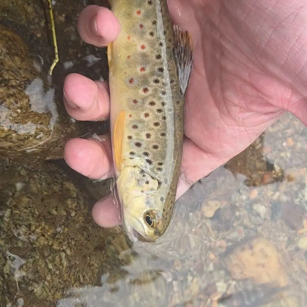 Brown trout caught on Fishbrain